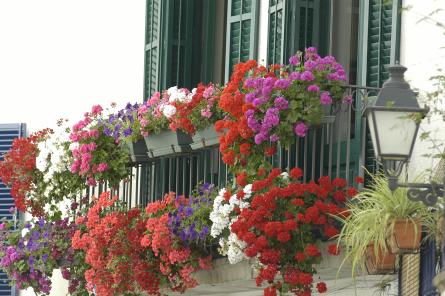 Balcons Corpus