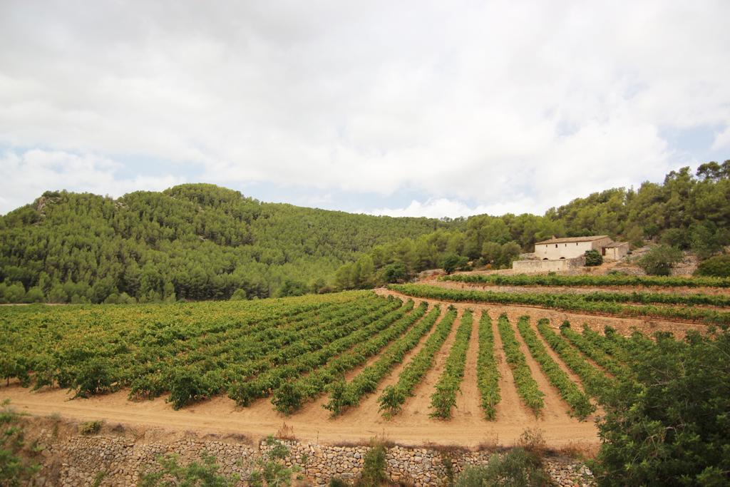 Celler Puig Batet 2